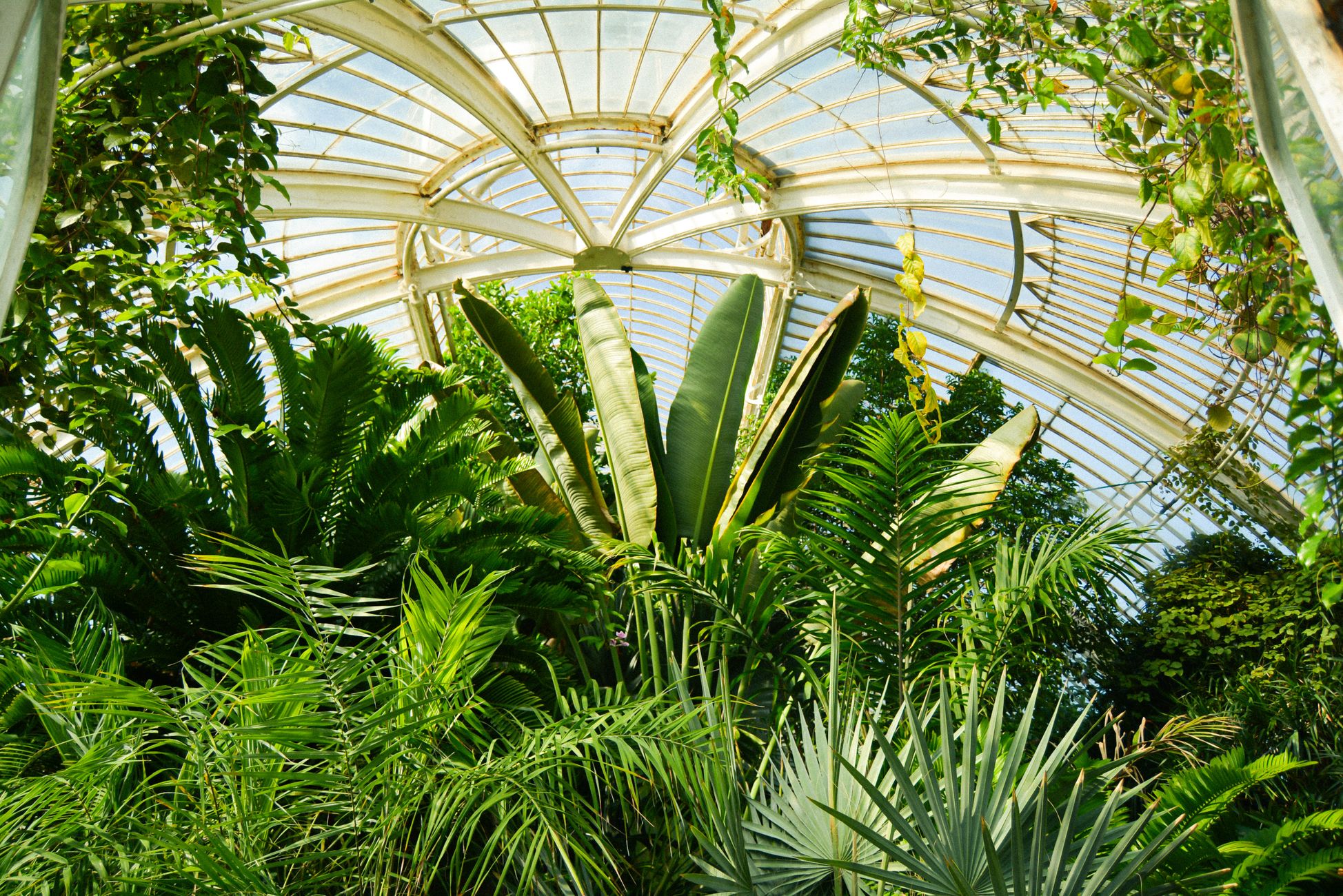 Vibrant tropical plants inside a glass-domed greenhouse, showcasing natural beauty.