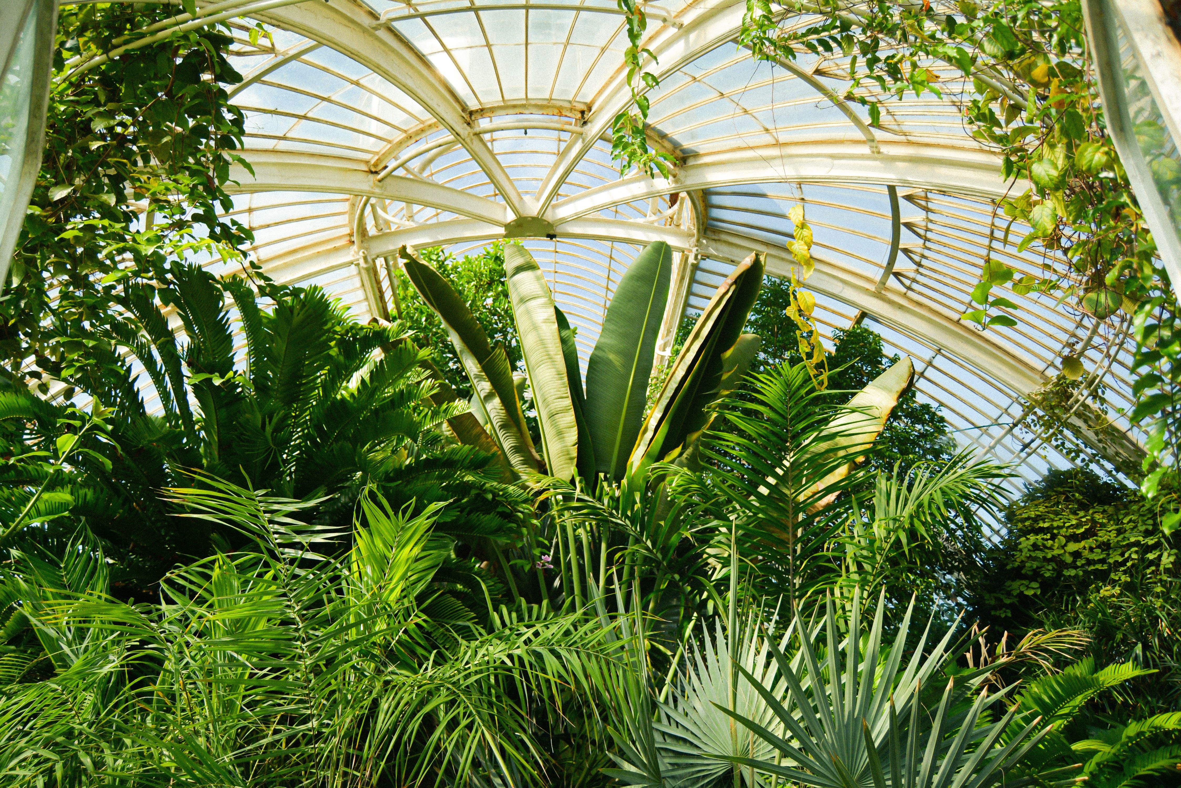 Botanical Garden Greenhouse Interior · Free Stock Photo