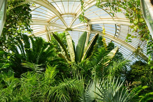 Free Vibrant tropical plants inside a glass-domed greenhouse, showcasing natural beauty. Stock Photo