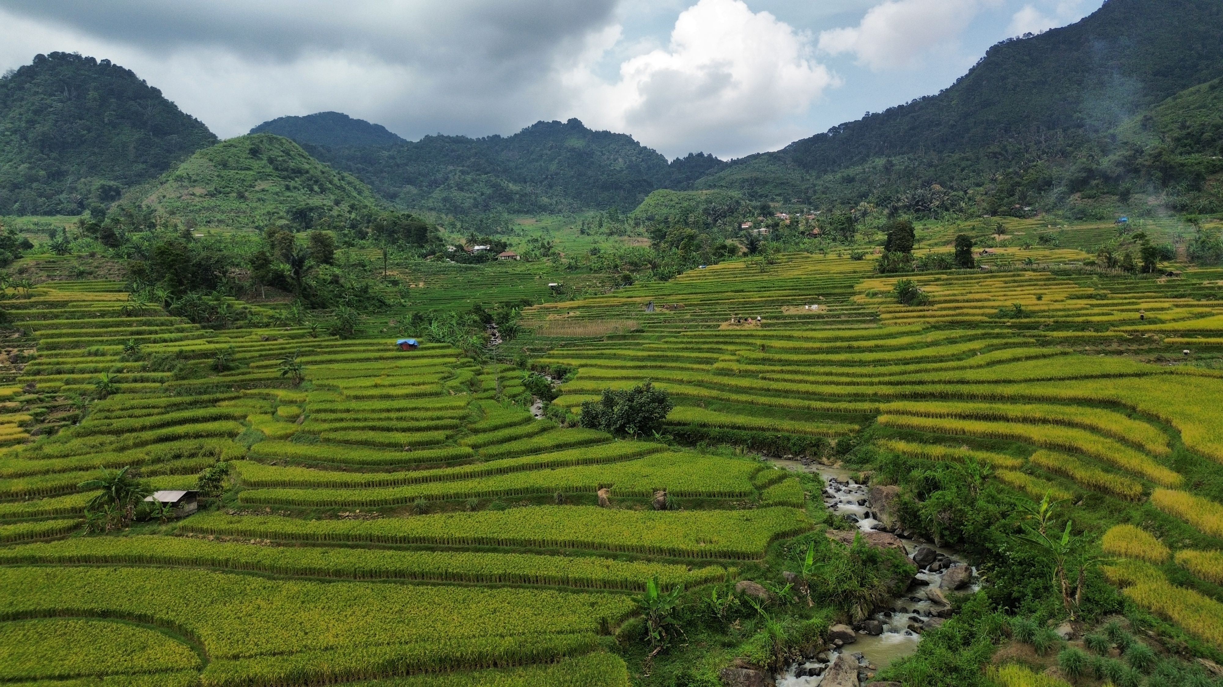 Stunning Aerial View of Rice Terraces in Vibrant Green Hills · Free ...