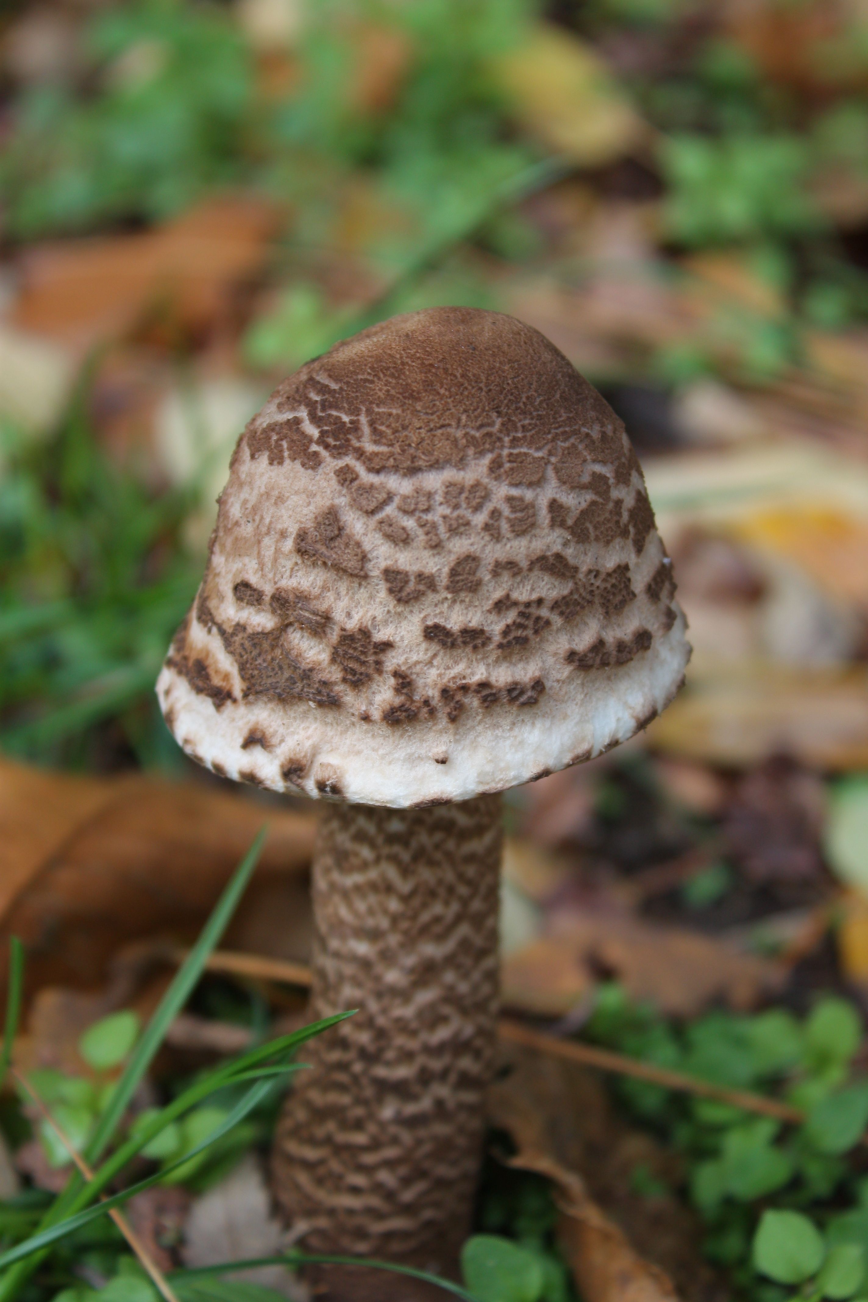 Detailed shot of a brown parasol mushroom growing in a forest setting, surrounded by foliage.