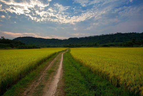 Free Beautiful rice fields under a cloudy sky in Hội An, Vietnam, showcasing nature's tranquility. Stock Photo