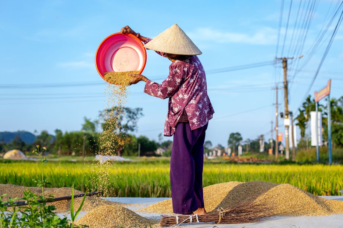 Hmong Sifting Rice Traditional Vietnamese Farmer Sifting Rice Outdoors · Free Stock Photo