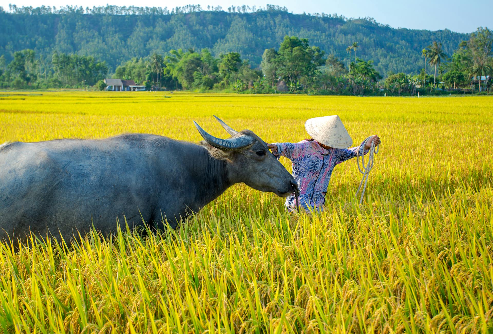 A Vietnamese farmer with a buffalo in rice fields of Hội An, highlighting rural life and tradition.