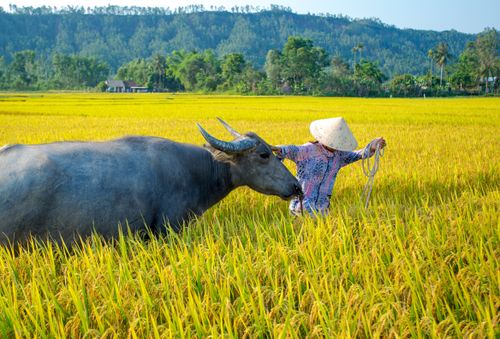 Free A Vietnamese farmer with a buffalo in rice fields of Hội An, highlighting rural life and tradition. Stock Photo