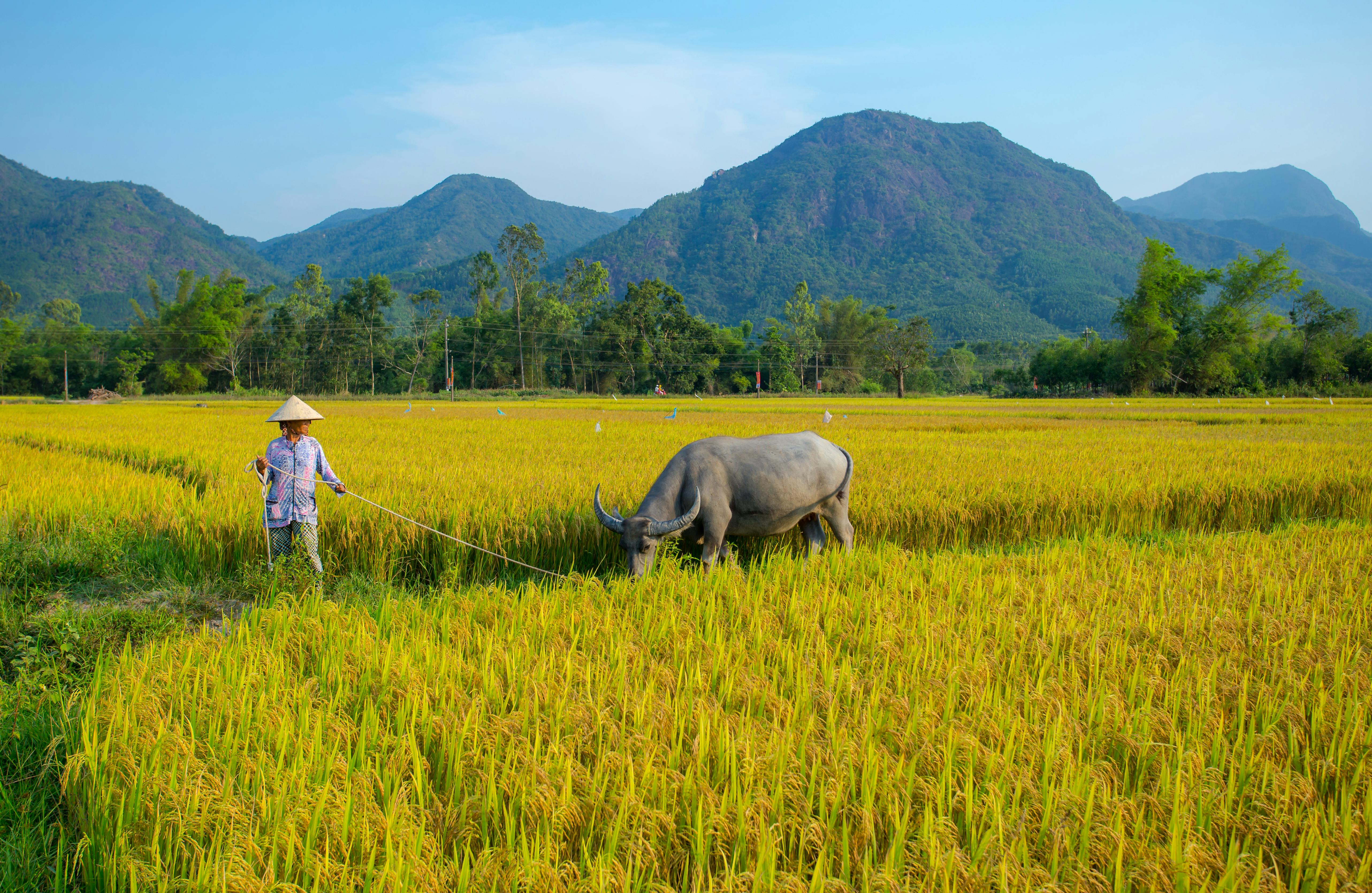 A farmer leads a buffalo through lush rice paddies with scenic mountains in Hoi An, Vietnam.