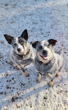 Two happy Australian cattle dogs looking up on a snowy day.