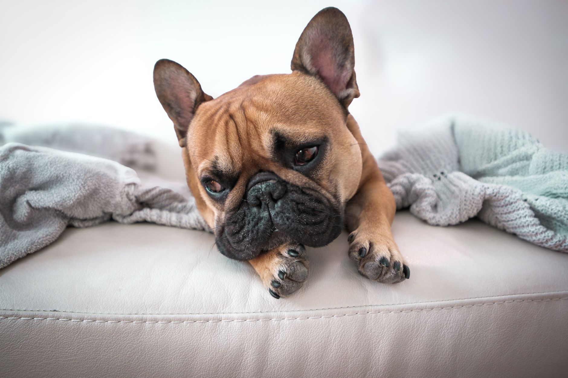 Calm bulldog resting on couch representing steady earth sign dog breeds