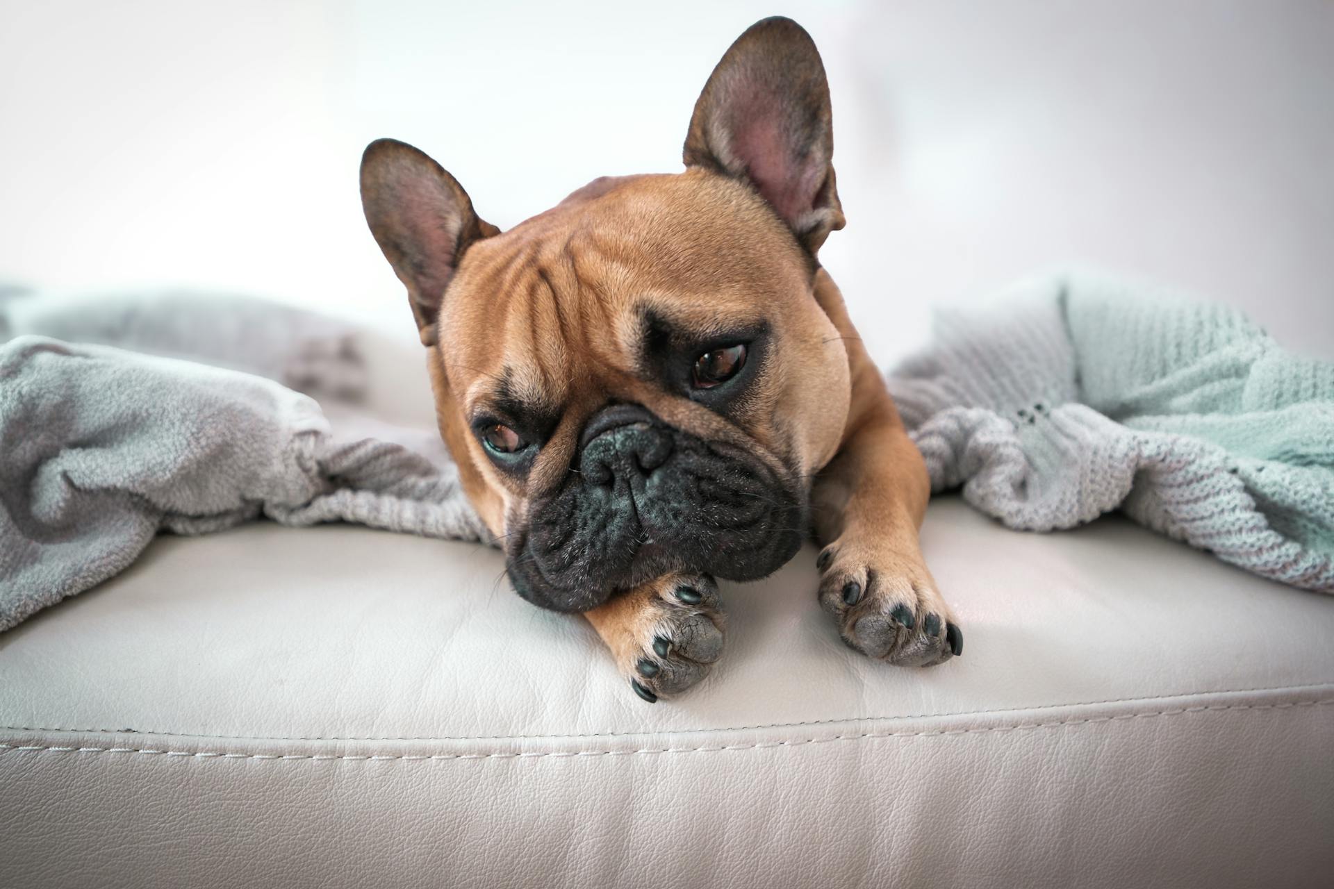 Charming French Bulldog resting on a cozy white couch with soft blankets.