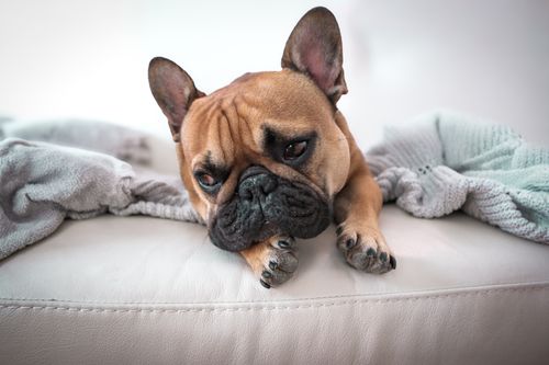 Free Charming French Bulldog resting on a cozy white couch with soft blankets. Stock Photo