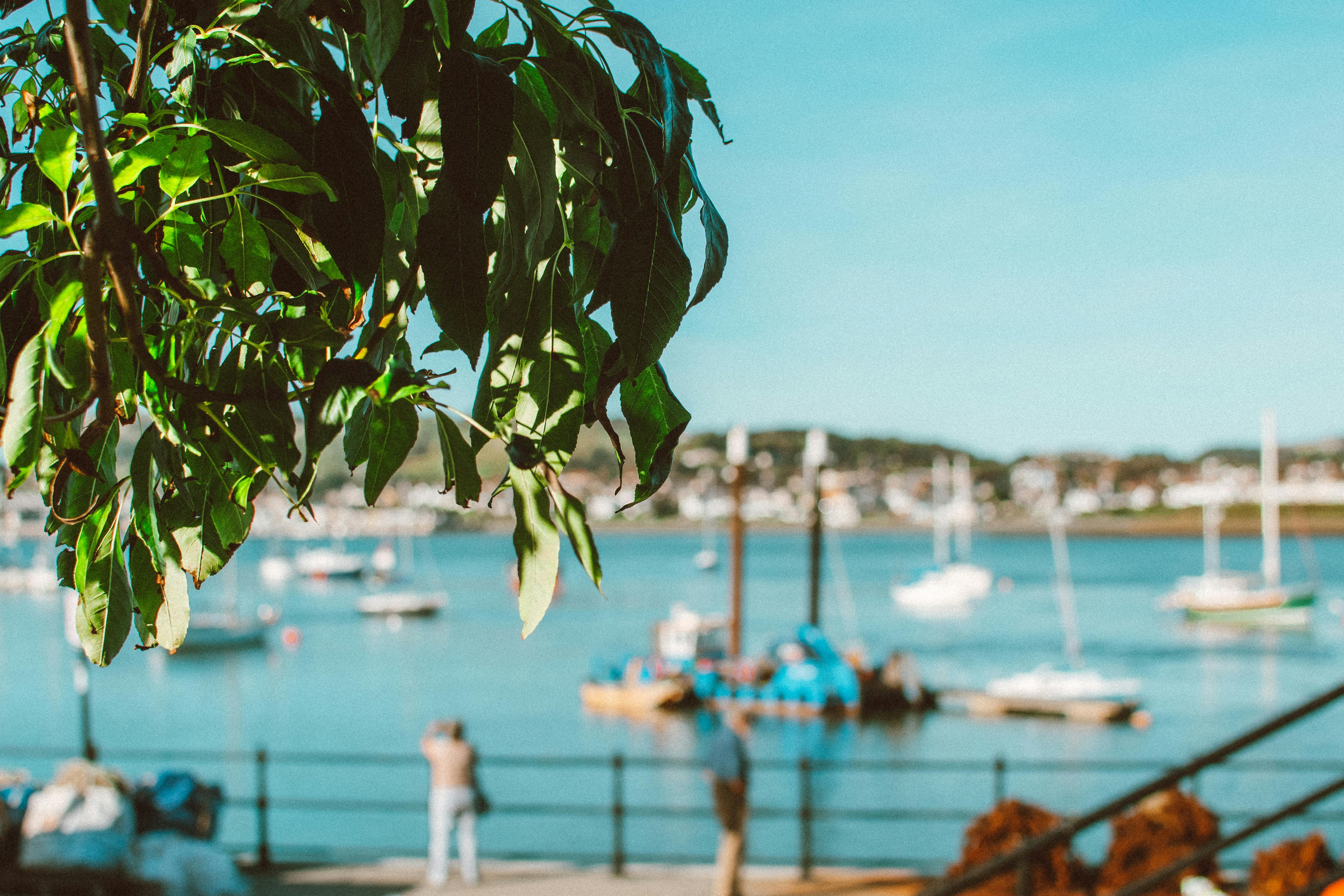Vibrant harbor scene with leafy branch, boats, and waterfront view.