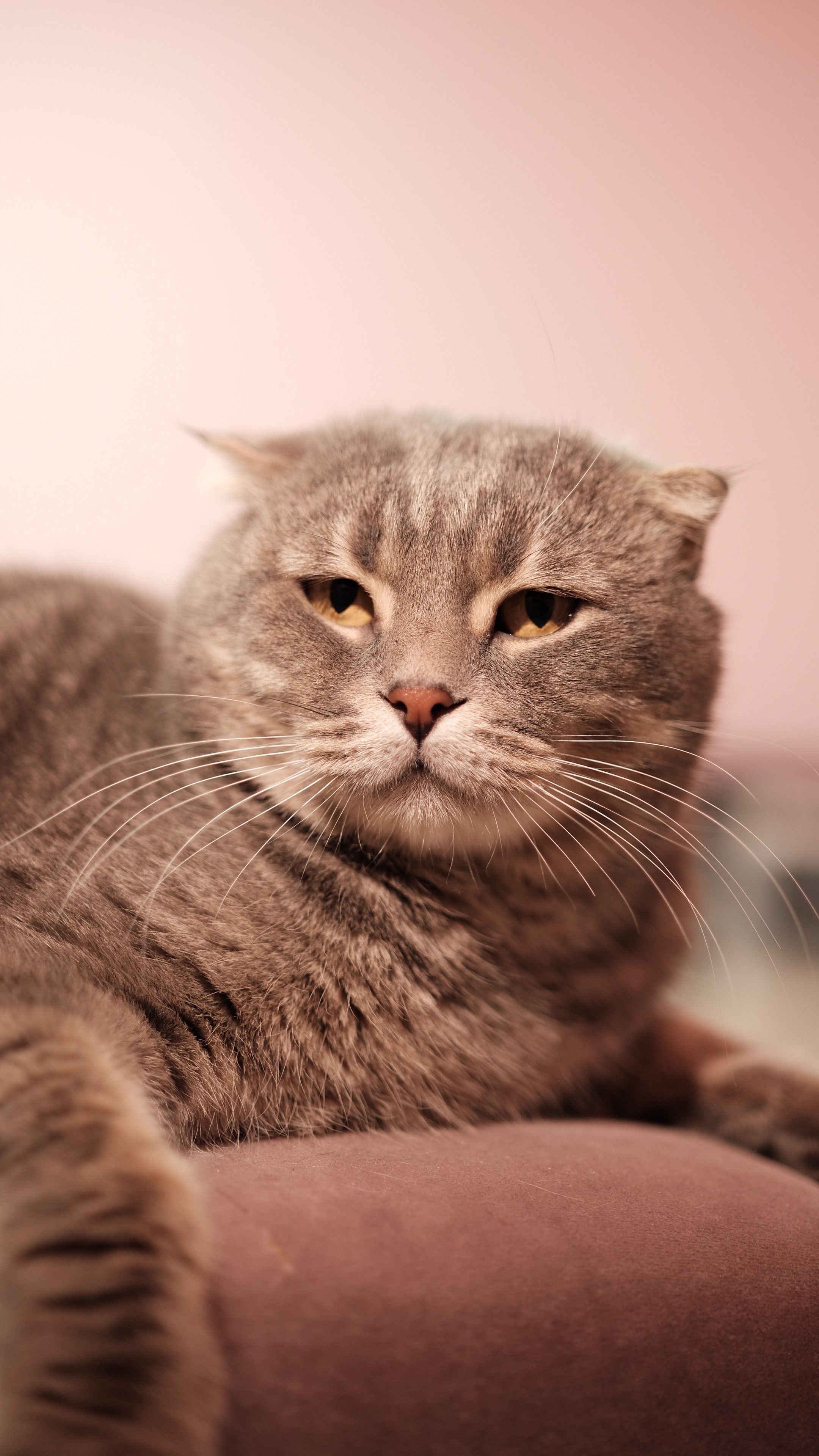 Cozy portrait of a Scottish Fold cat relaxing indoors with a warm ambiance.