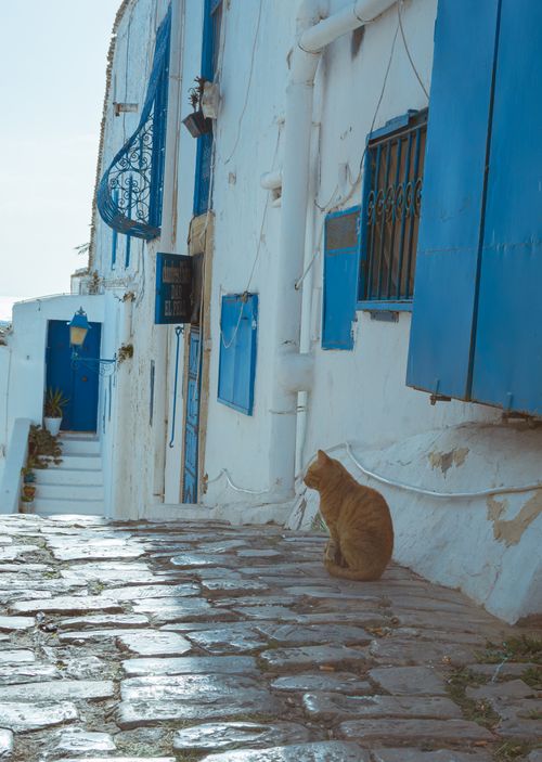 Free A peaceful cat sits on a cobblestone street in the blue and white architecture of Carthage, Tunisia. Stock Photo