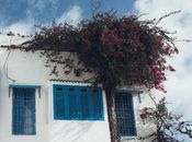 Charming white house in Carthage with blue windows and lush bougainvillea.