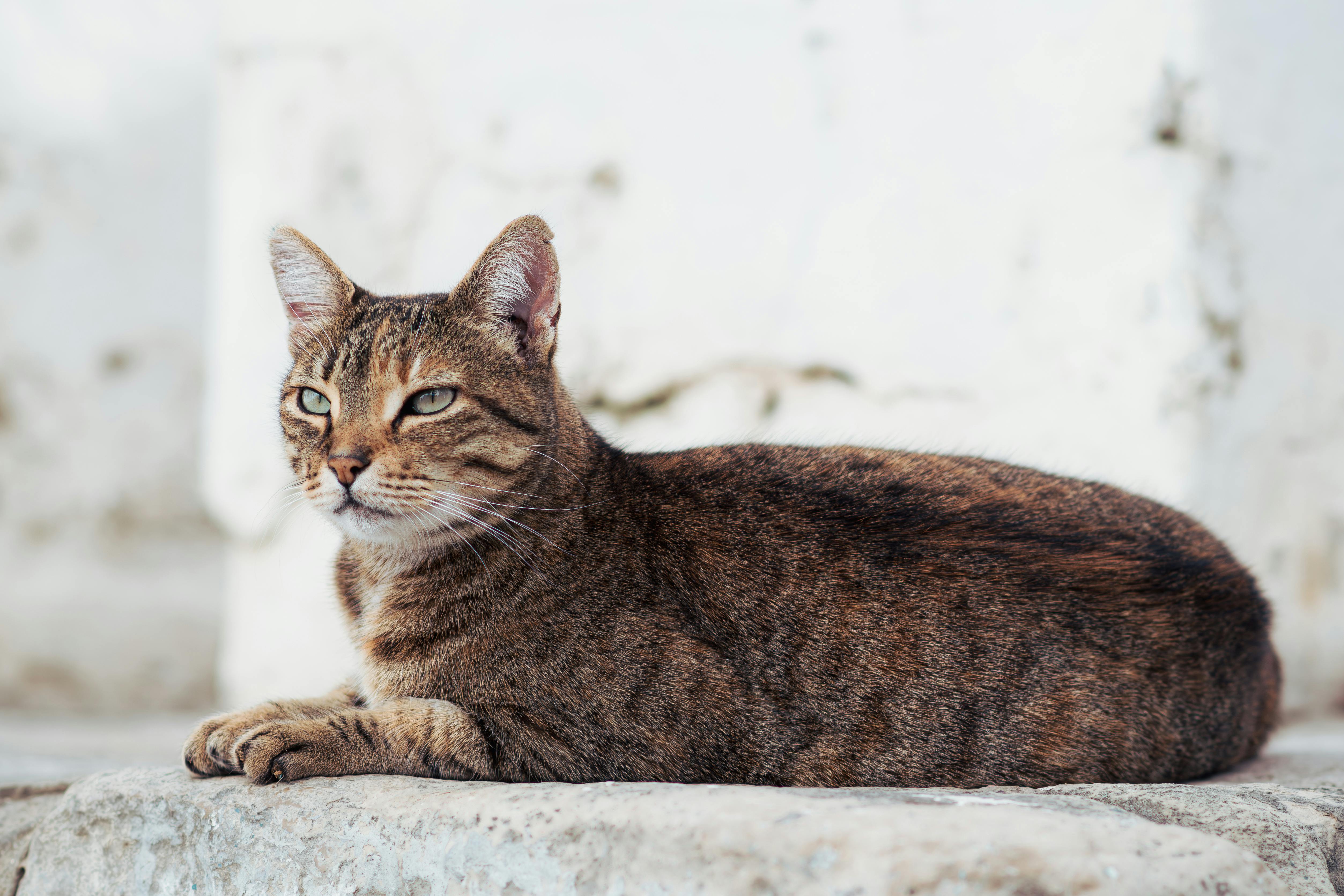 Comment Empêcher Mon Chat De Fuir ?