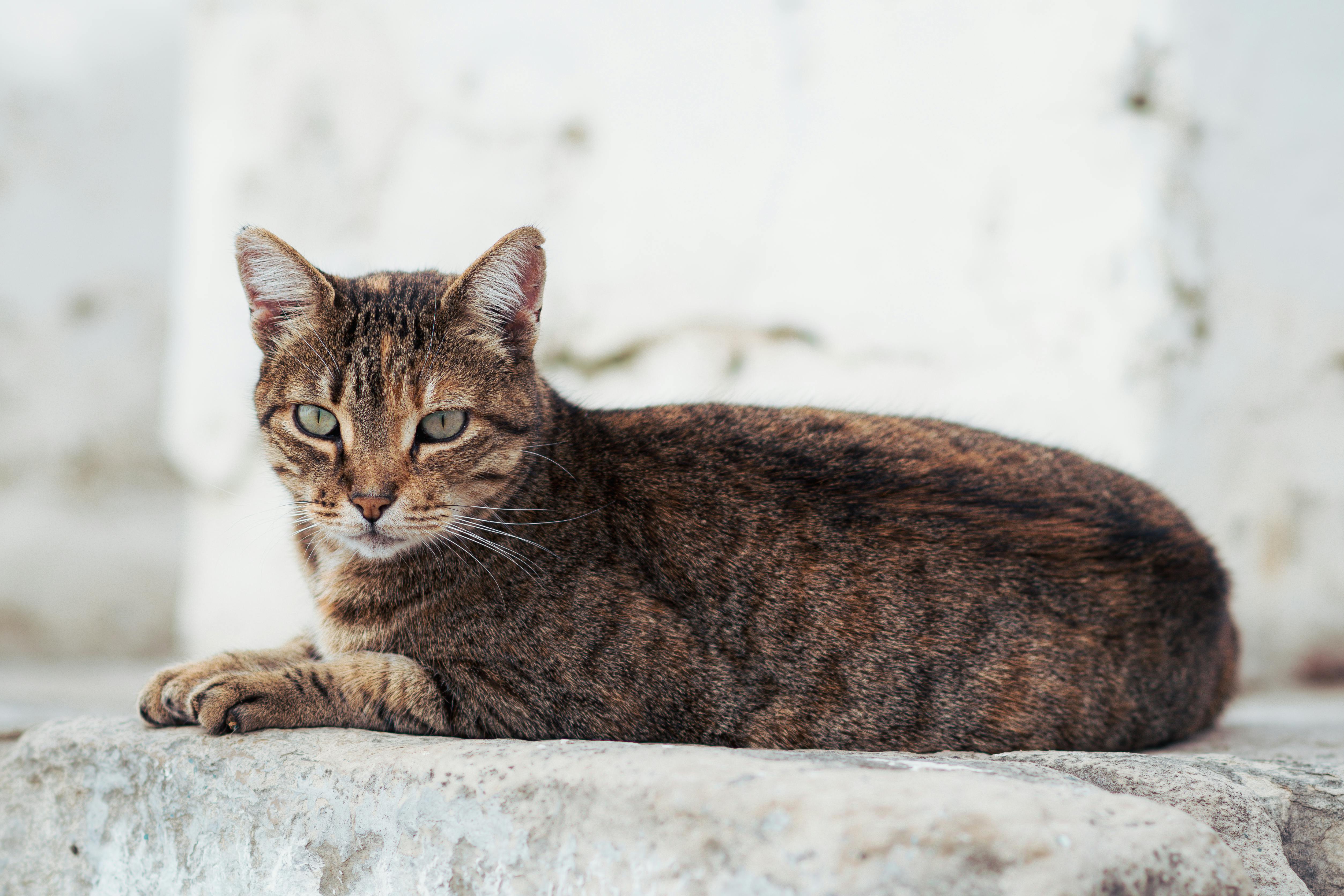 Comment Empêcher Mon Chat De Fuir ?