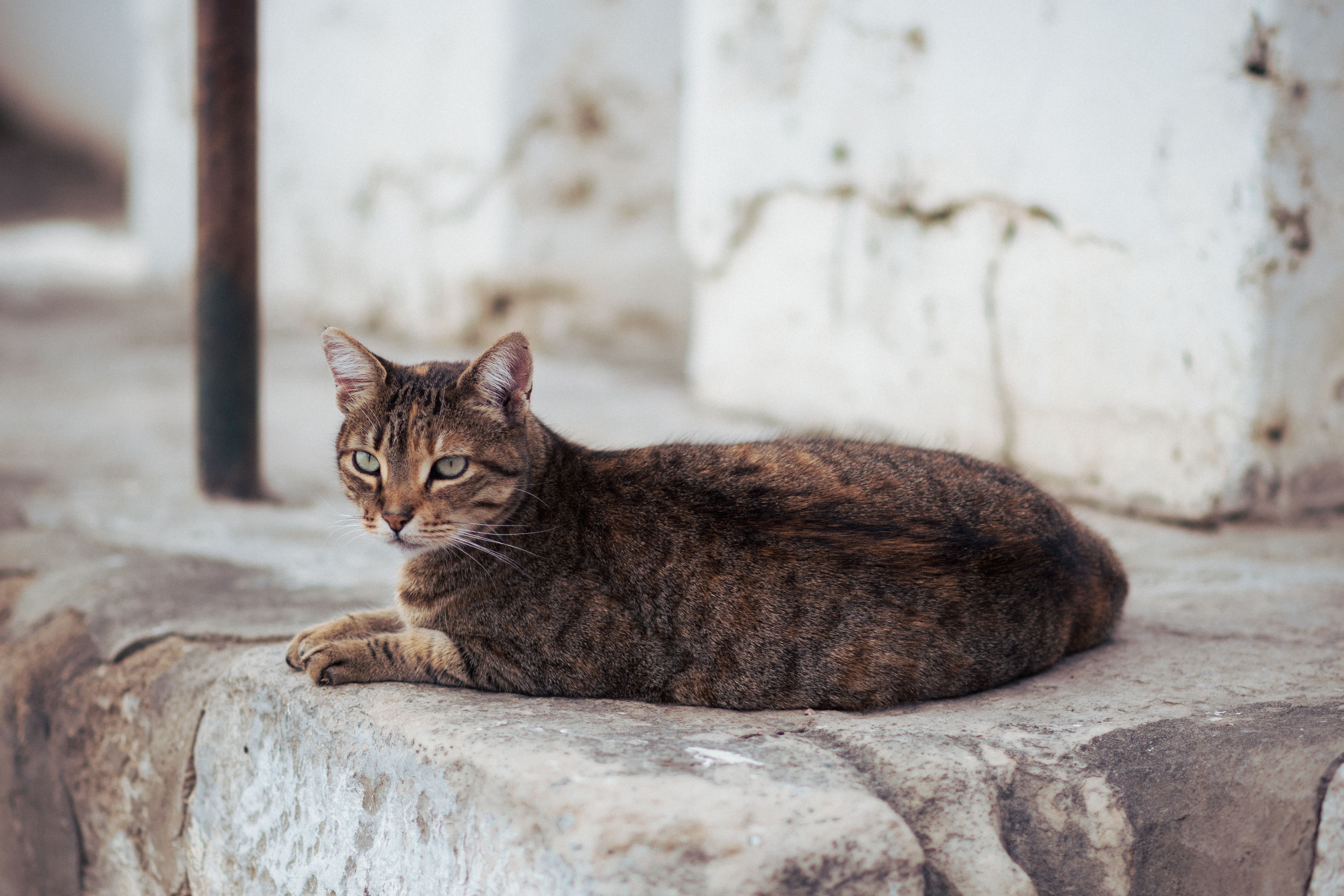 Ultimate Cat Tail Communication Gui... | Train Your Cat Well