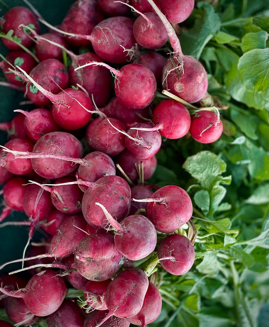 White Radish (Mooli) Seeds