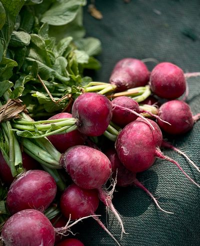 Radish