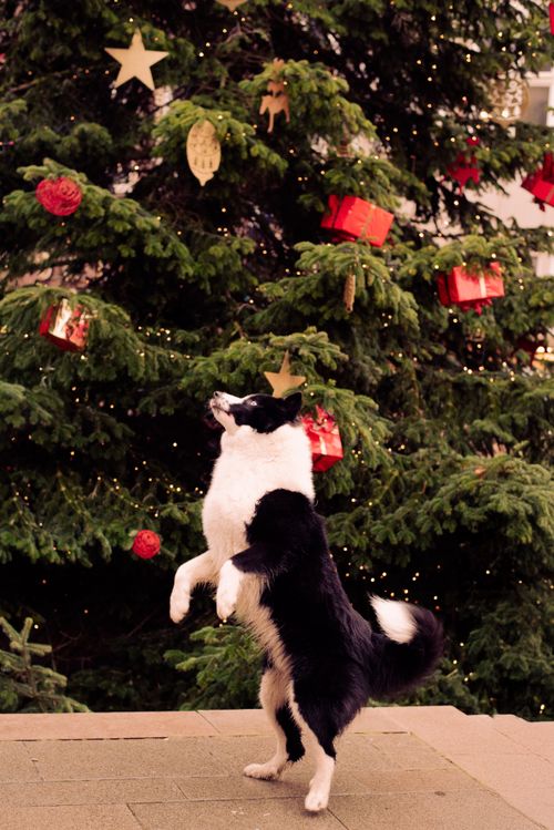 Free Christmas Dog Stock Photo