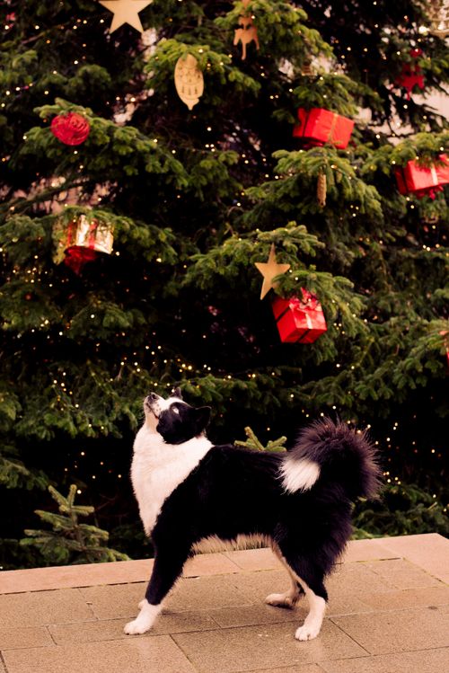 Free Christmas Dog Stock Photo
