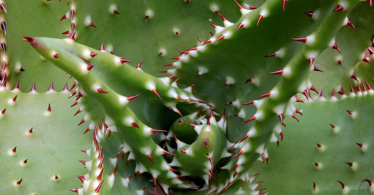 From Cactus Thorns to Dinosaur Teeth: Study Analyzes Biological Puncture Tool Performance