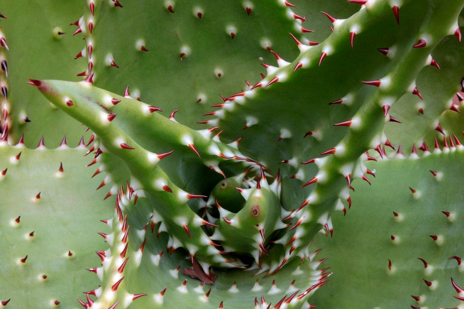 Macro shot capturing the intricate patterns and textures of a spiky succulent plant.