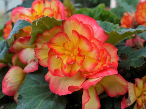 Gratis arkivbilde med begonia