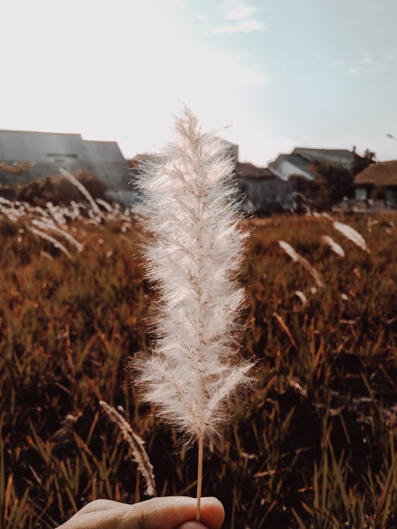 Free stock photo of focus, reeds