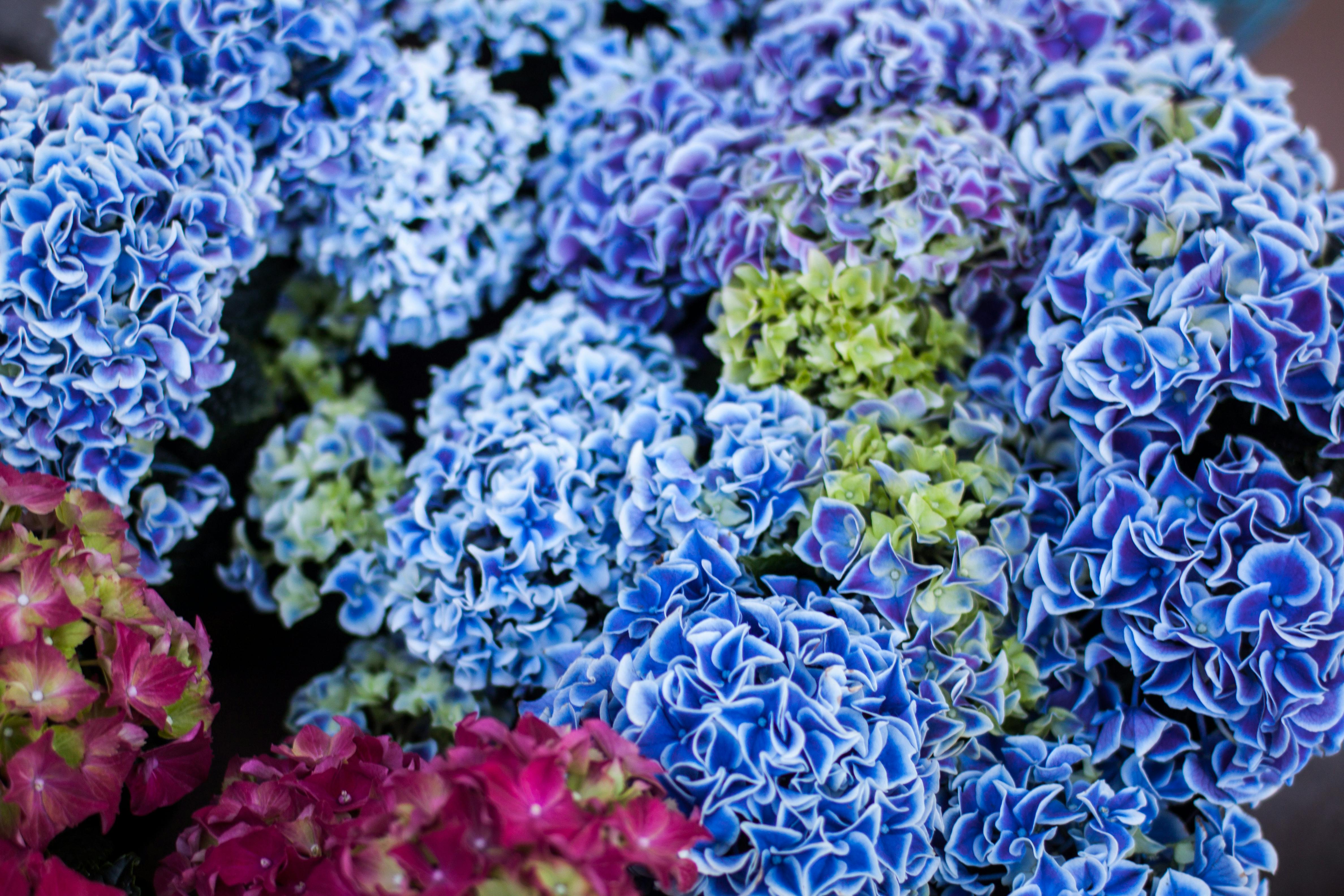 Free stock photo of blue, blue flowers, flawers