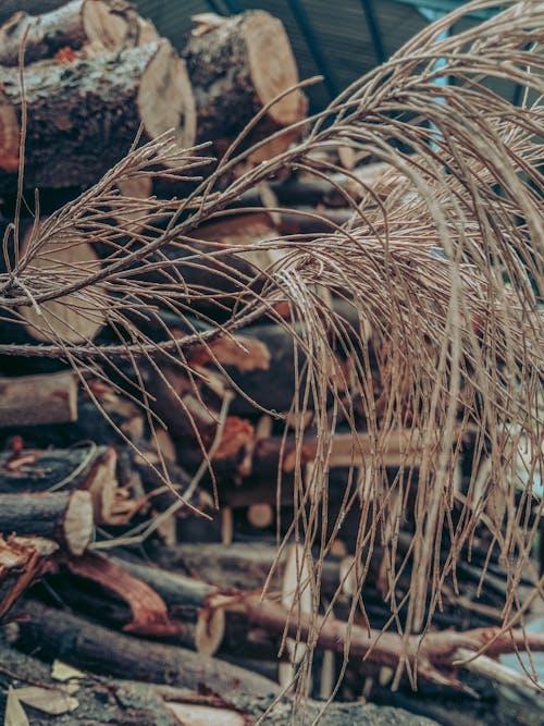 Free stock photo of tree, tree trunks, twigs