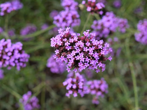 Gratis arkivbilde med lilla blomster