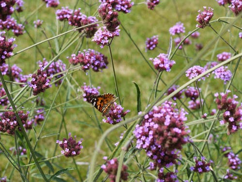 Gratis arkivbilde med sommerfugl på blomst