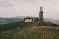 在菲律宾卡加扬谷的绿色山丘上，风景如画的灯塔与山羊共同构成了一幅宁静的画面