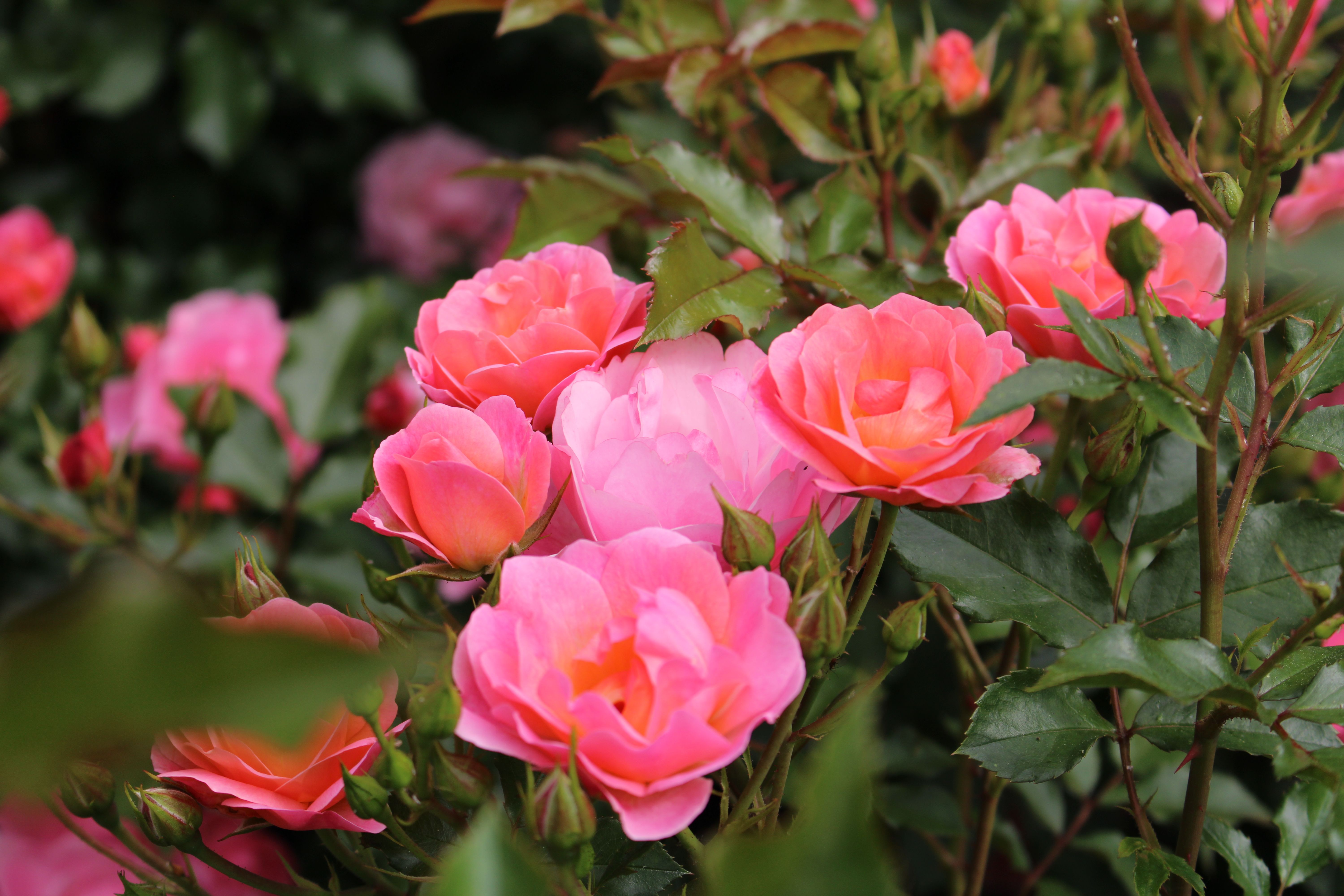 Vibrant Pink Roses in Full Bloom Garden · Free Stock Photo