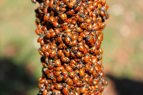 Free A large cluster of vibrant ladybugs gathering on a branch outdoors. Stock Photo