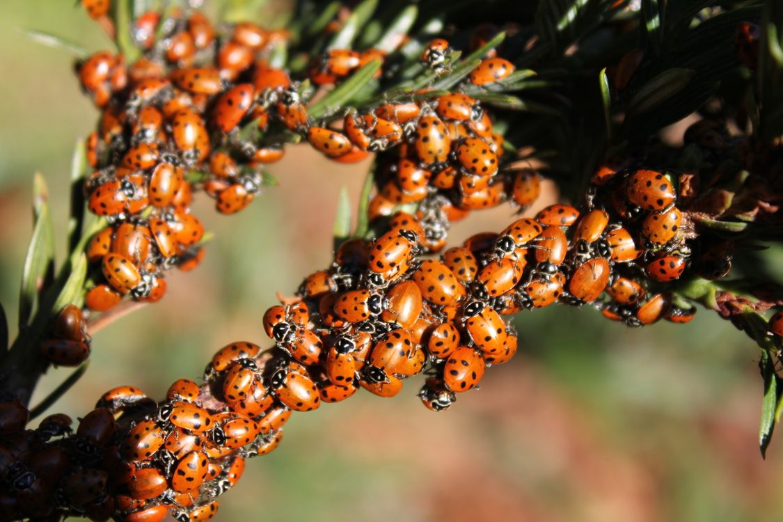 Awake Ladybugs Swarm of Ladybugs on Pine Branch in California · Free Stock Photo