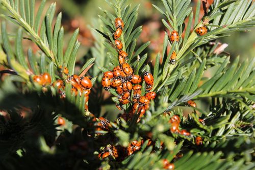 Free A vibrant cluster of ladybugs perched on green foliage, captured in daylight outdoors. Stock Photo