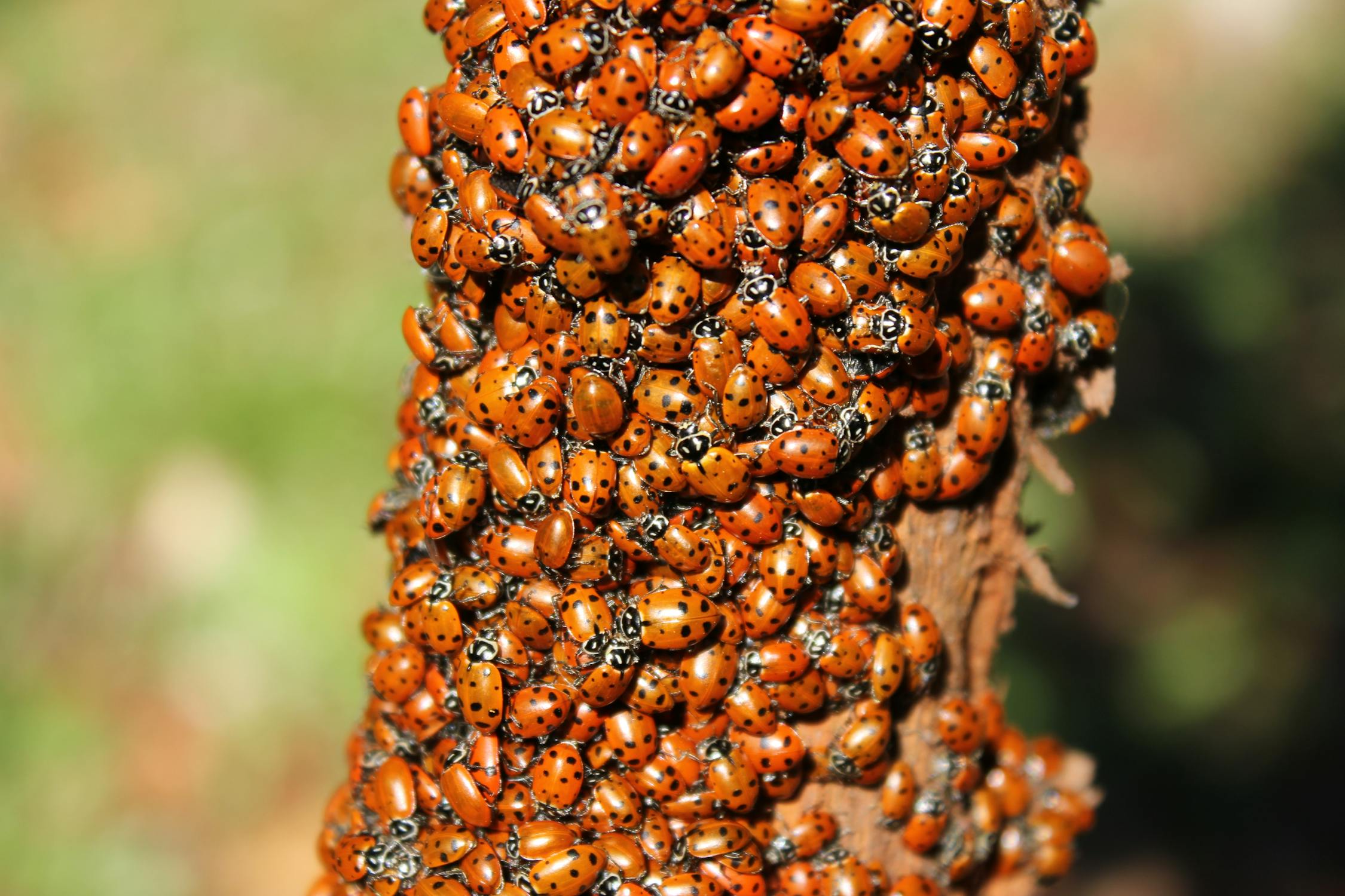 Cluster of Ladybugs on Tree in California · Free Stock Photo