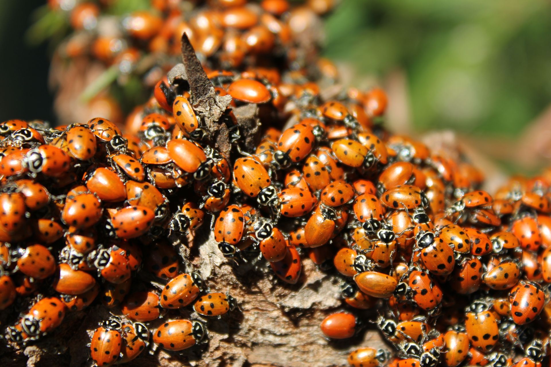 Close-up of many ladybugs on a tree branch, captured in natural light.