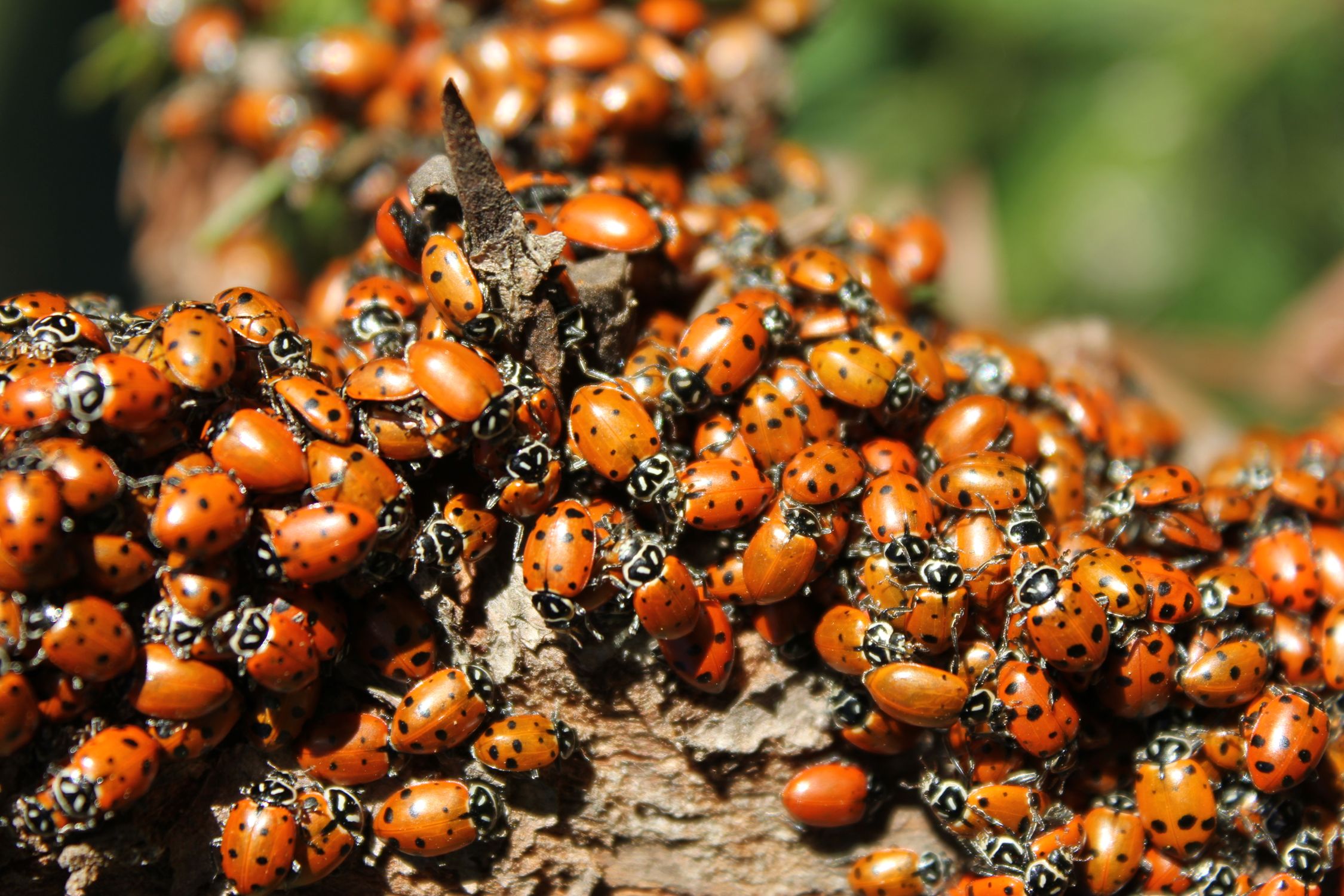 Multiple Ladybugs Cluster of Ladybugs on a Tree Branch in California · Free Stock Photo