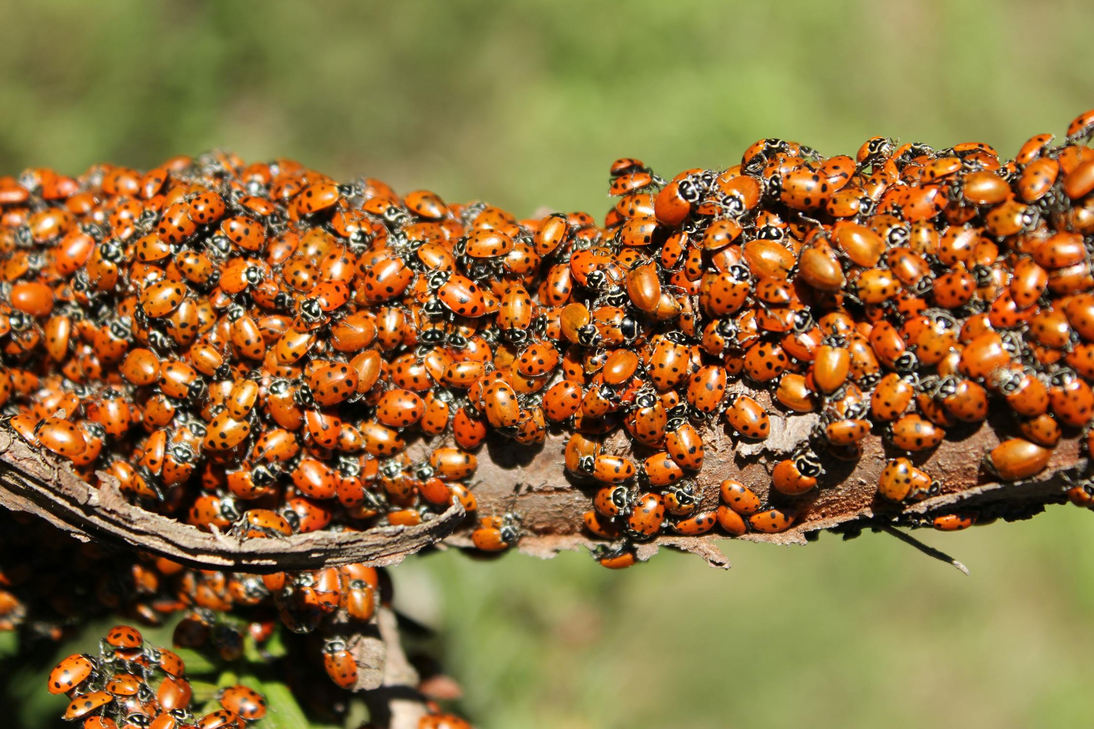 Cluster of Ladybugs on Tree Branch Outdoors · Free Stock Photo