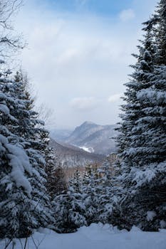 A serene winter landscape of snowy trees and mountains in Québec, Canada.