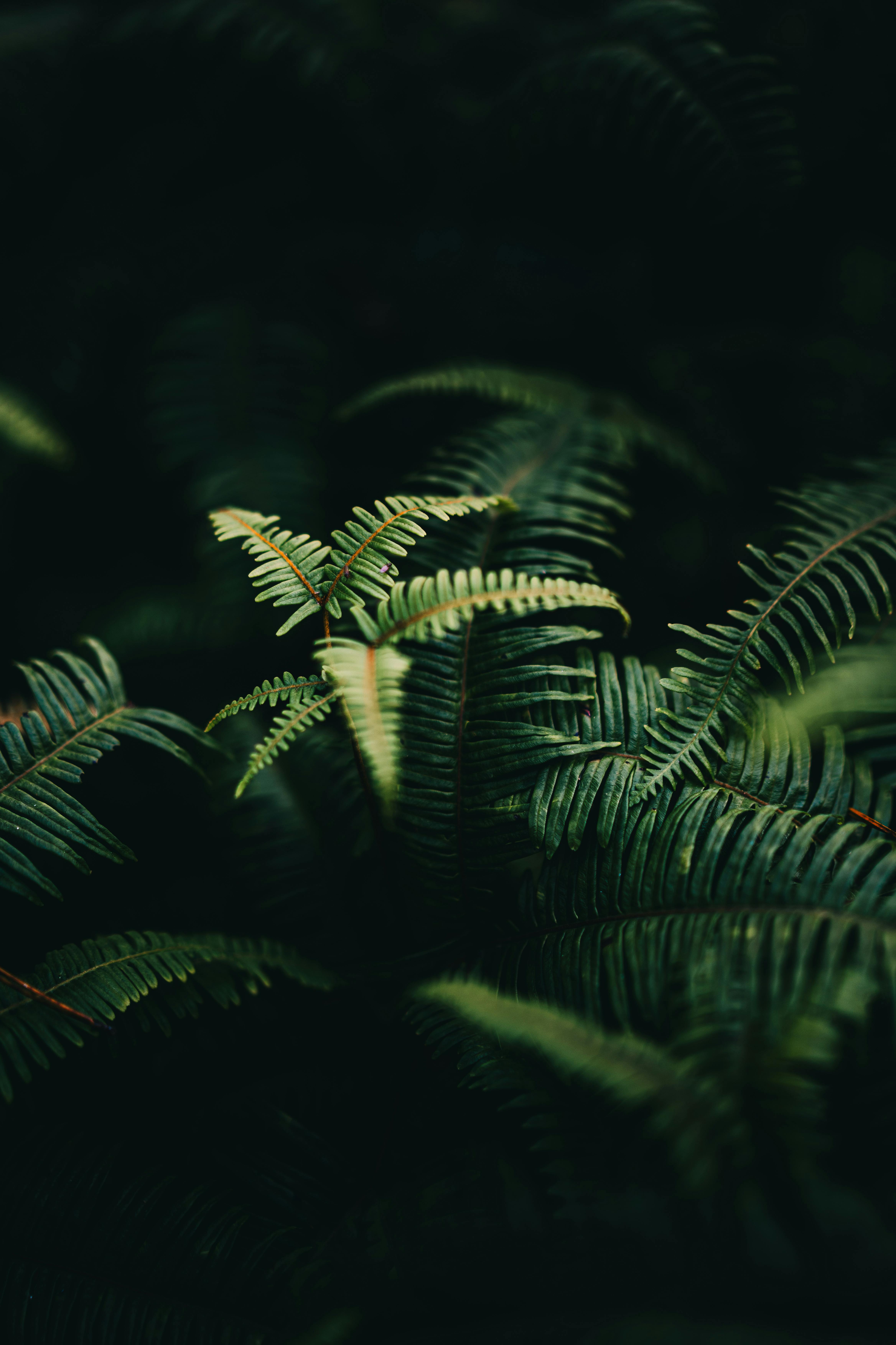 Close-up of vibrant green ferns in a dark, dense tropical forest setting.