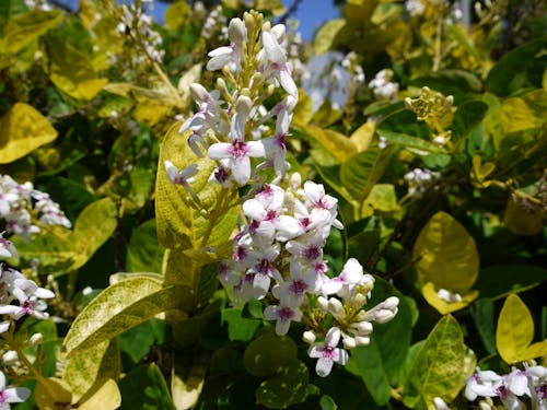 Gratis arkivbilde med hvite blomster