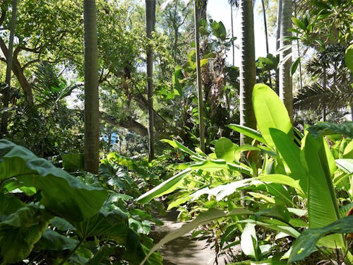열대 식물의 무료 스톡 사진