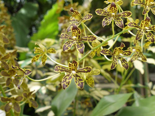 Gratis arkivbilde med orkideer