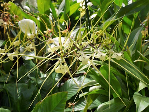 난초의 무료 스톡 사진