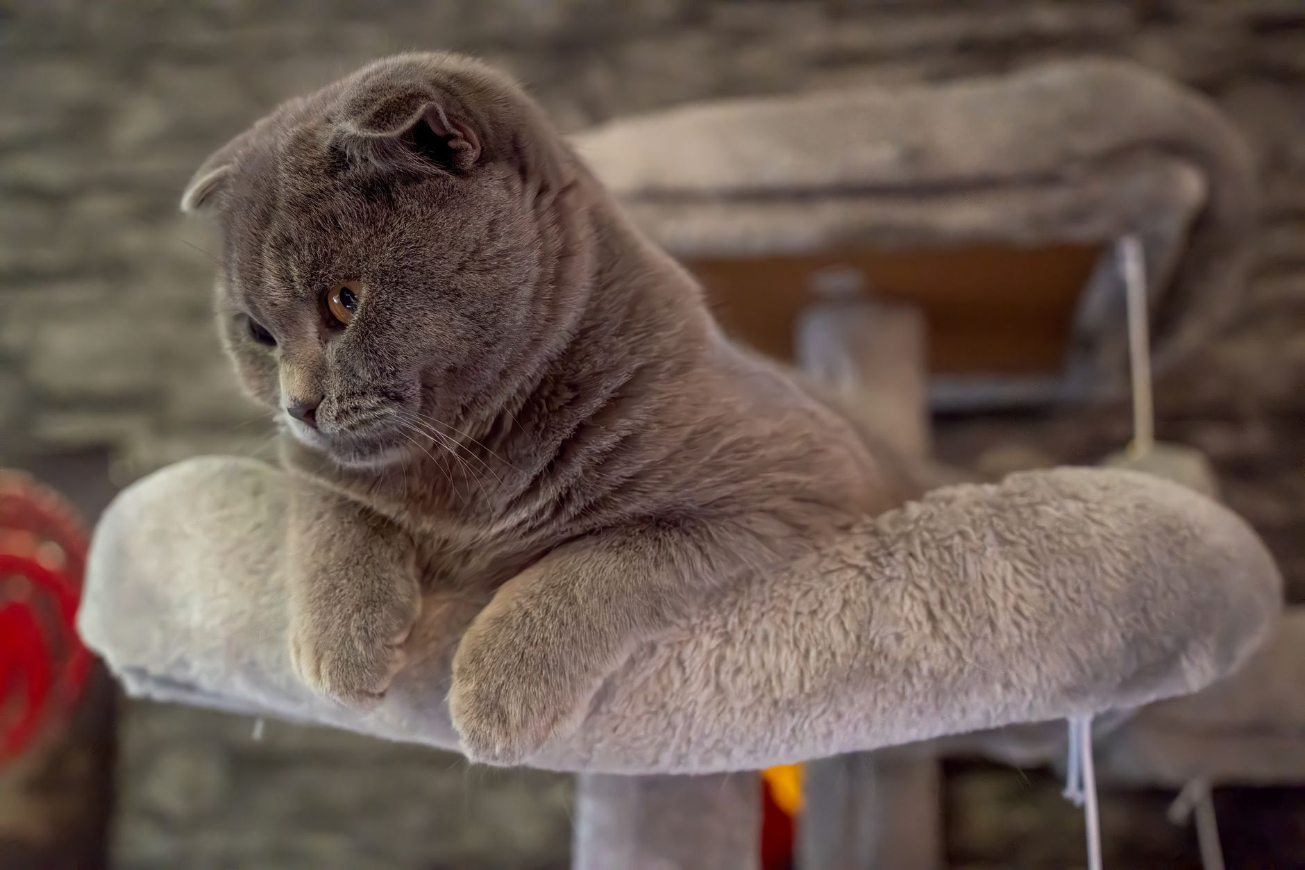 Best Cat Trees for Large Cats 2026: Tall & Condo