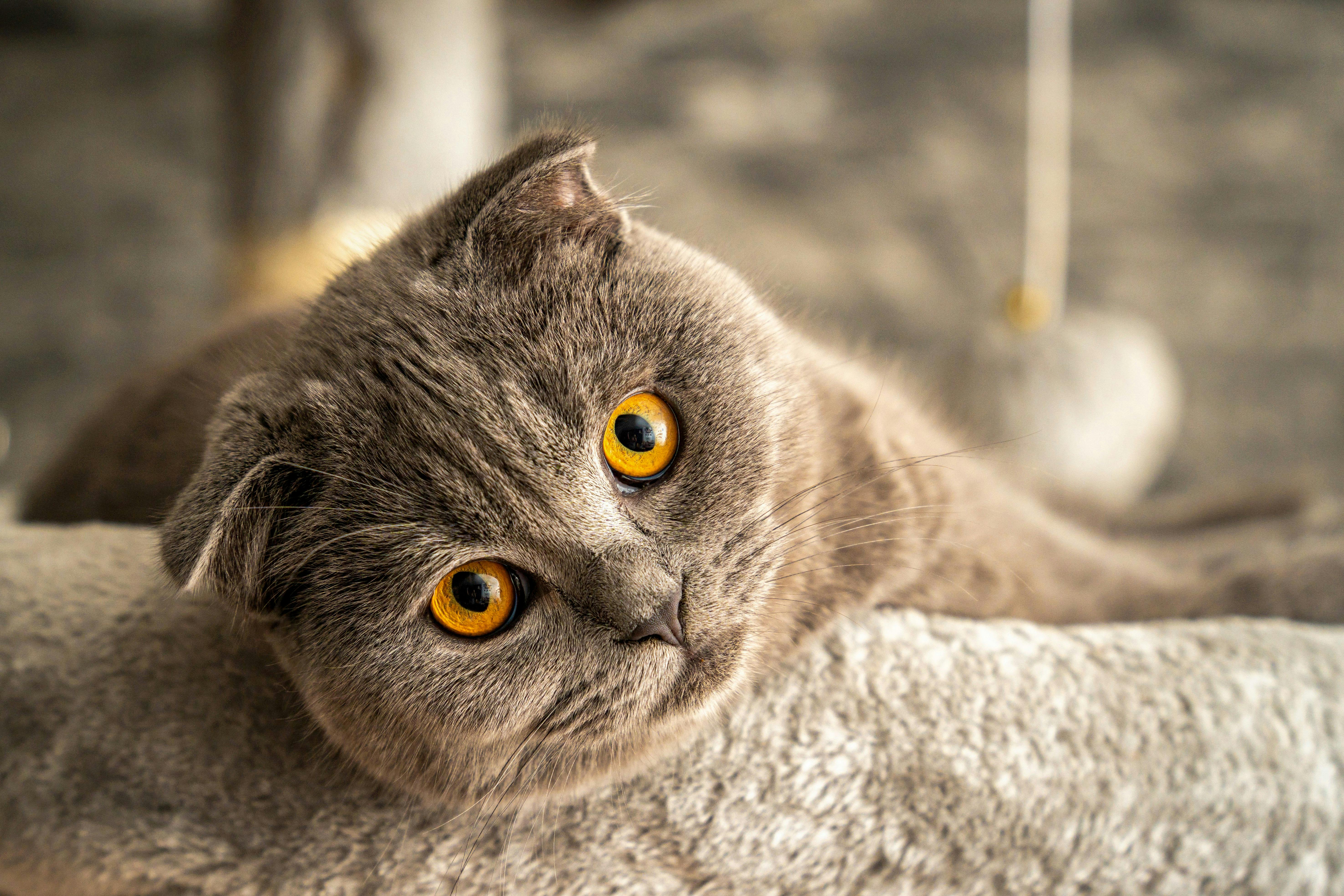 Comment Empêcher Mon Chat De Fuir ?